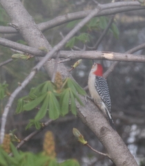 Melanerpes carolinus