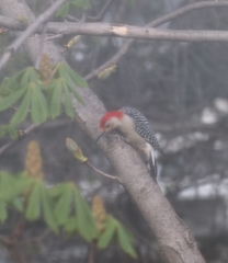 Melanerpes carolinus