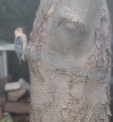 Melanerpes carolinus