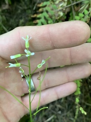 Arabis eschscholtziana