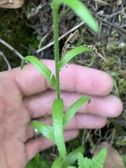 Arabis eschscholtziana