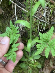 Arabis eschscholtziana