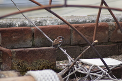 Passer domesticus