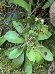 Arabis eschscholtziana