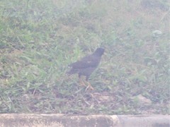 Acridotheres javanicus