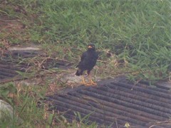 Acridotheres javanicus