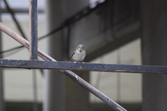 Passer domesticus