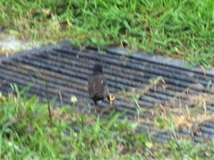 Acridotheres javanicus