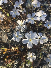 Linanthus dichotomus