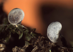 Physarum pusillum