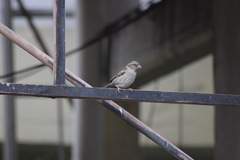Passer domesticus