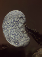 Physarum pusillum