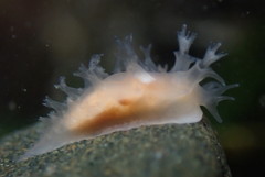 Tritonicula myrakeenae