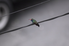 Cynanthus latirostris