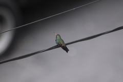 Cynanthus latirostris