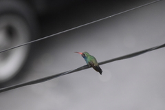 Cynanthus latirostris