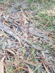 Schoenus villosus