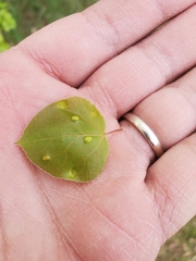 Phyllocoptes didelphis