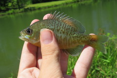 Lepomis macrochirus × cyanellus