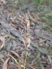 Schoenus villosus