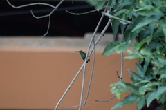 Saucerottia beryllina