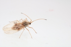 Gargaphia tiliae