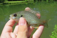 Lepomis macrochirus × cyanellus