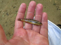 Etheostoma duryi