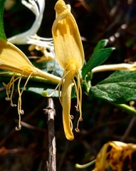 Lonicera japonica