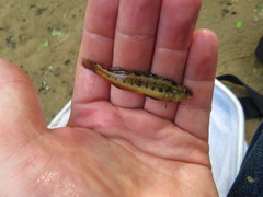 Etheostoma duryi