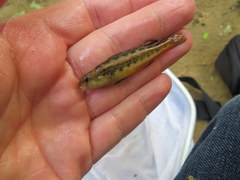 Etheostoma duryi