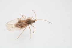 Gargaphia tiliae