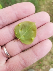 Phyllocoptes didelphis