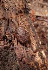 Reticularia intermedia