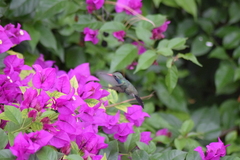 Cynanthus latirostris