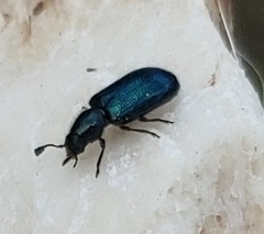 Necrobia violacea