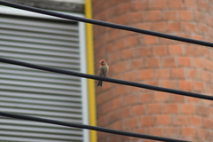 Haemorhous mexicanus