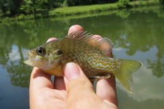 Lepomis macrochirus × cyanellus