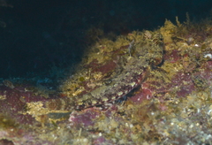 Synchiropus morrisoni