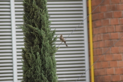 Haemorhous mexicanus