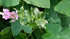 Physostegia correllii