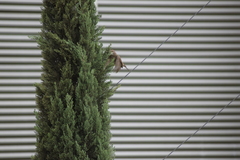 Haemorhous mexicanus