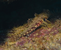 Synchiropus morrisoni