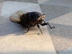 Cryptotympana mandarina