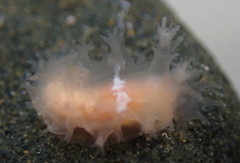 Tritonicula myrakeenae