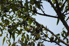 Haemorhous mexicanus