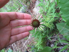 Echinacea simulata
