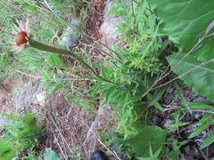 Echinacea simulata