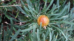Banksia formosa