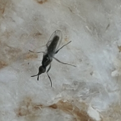 Prochyliza xanthostoma